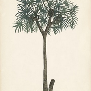 Palm Tree Study III