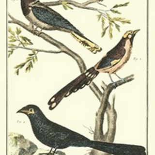Martinet Bird Family IV
