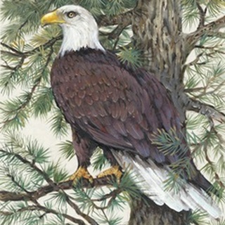 Eagle in the Pine