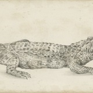 Crocodile Sketch