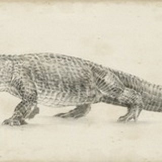 Alligator Sketch