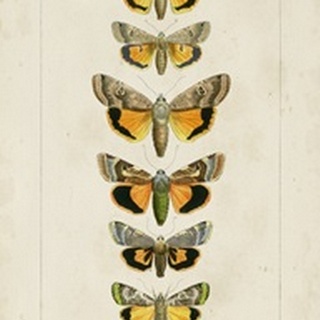 Pauquet Butterflies I