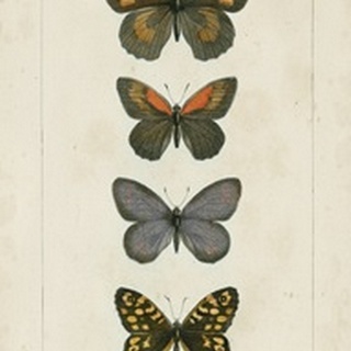 Pauquet Butterflies V