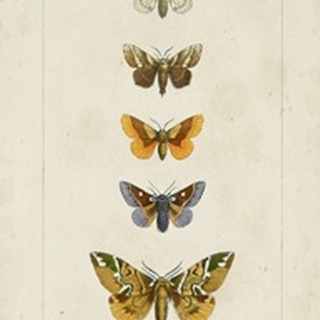 Pauquet Butterflies IV