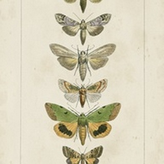 Pauquet Butterflies III