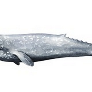 Whale Portrait IV