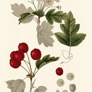 Leaves & Berries III