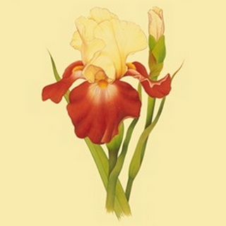 Iris Bloom VIII
