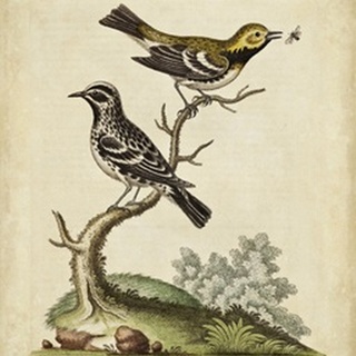 Edwards Bird Pairs VIII