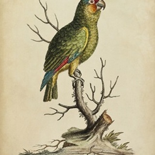Edwards Parrots III