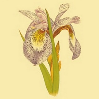 Iris Bloom I