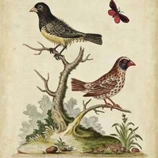 Edwards Bird Pairs I