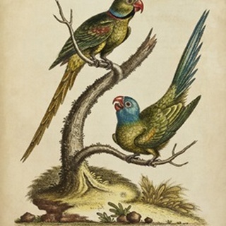 Edwards Parrots V