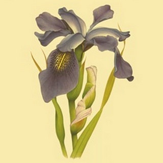 Iris Bloom V