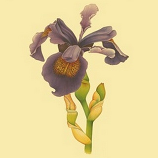 Iris Bloom III