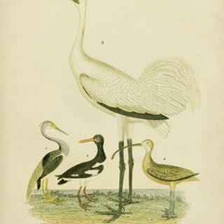 Antique Crane and Heron