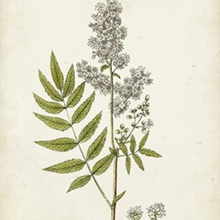 Antique Herb Botanical III