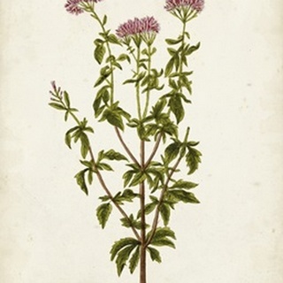 Antique Herb Botanical I