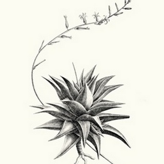 Graphic Succulents III