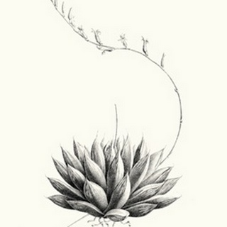 Graphic Succulents IV