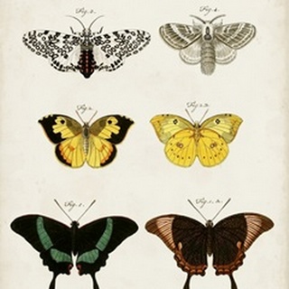 Vintage Butterflies VI