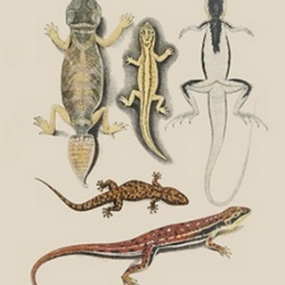 Antique Lizards IV