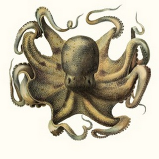 Antique Octopus Collection VII