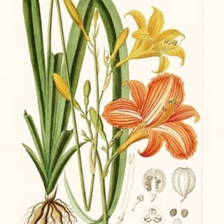 Bright Botanicals VIII