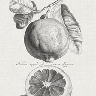 Antique Lemons & Oranges IV