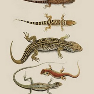Antique Lizards III