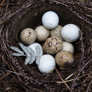 Winter Nest Detail I