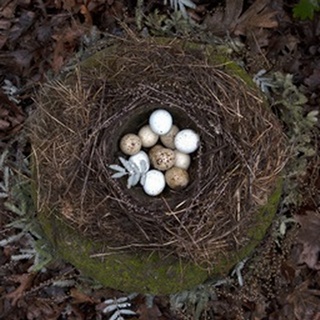 Winter Nest Detail II