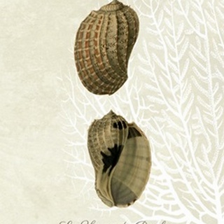 French Shell Print c