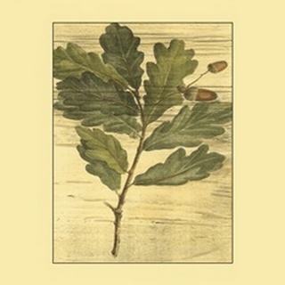 Small Weathered Oak Leaves II