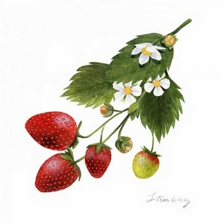 Strawberry Study II