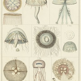 Jellyfish Display