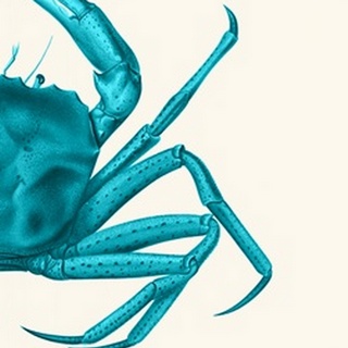Contrasting Crab in Turquoise a