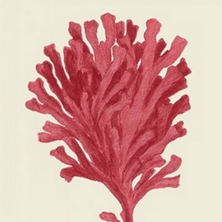 Corals Coral On Cream d