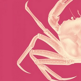 Contrasting Crab in Pink a