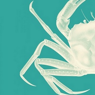 Contrasting Crab in Turquoise b