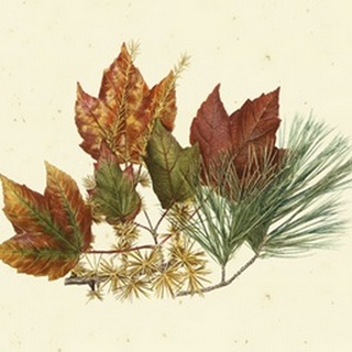 Red Maple, Tamarack and White Pine