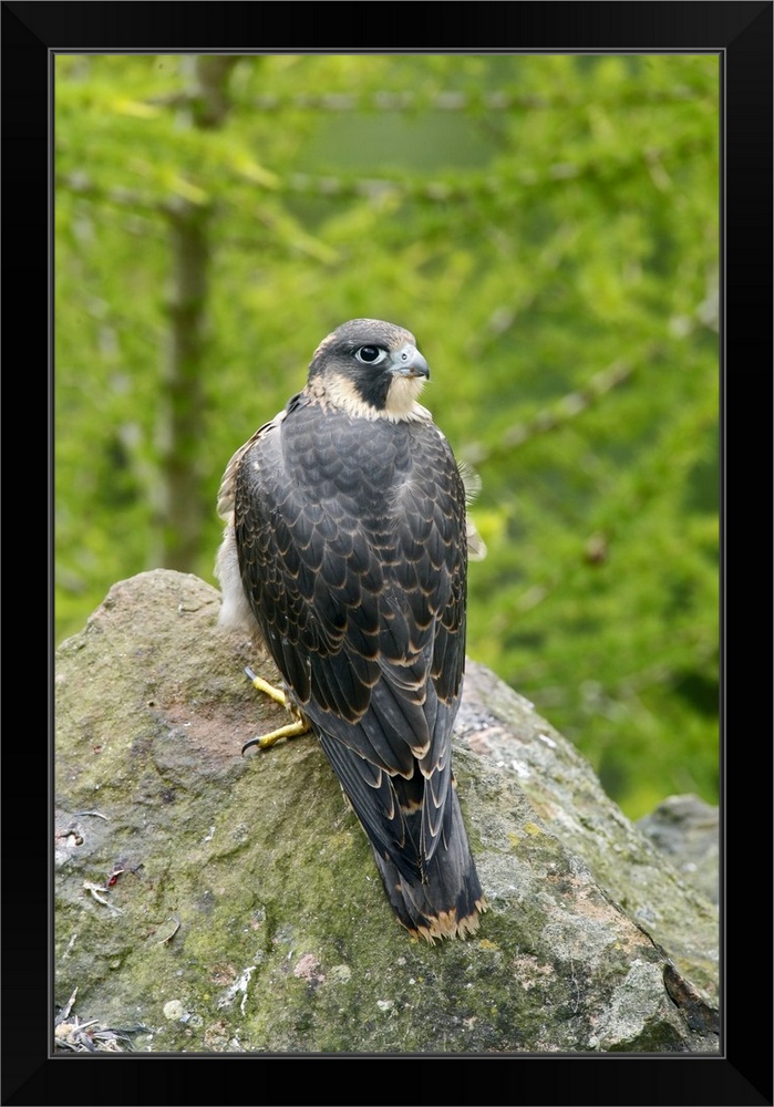 Details About Wild Peregrine Falcon Falco Peregrinus Standing On Rock Black Framed Art
